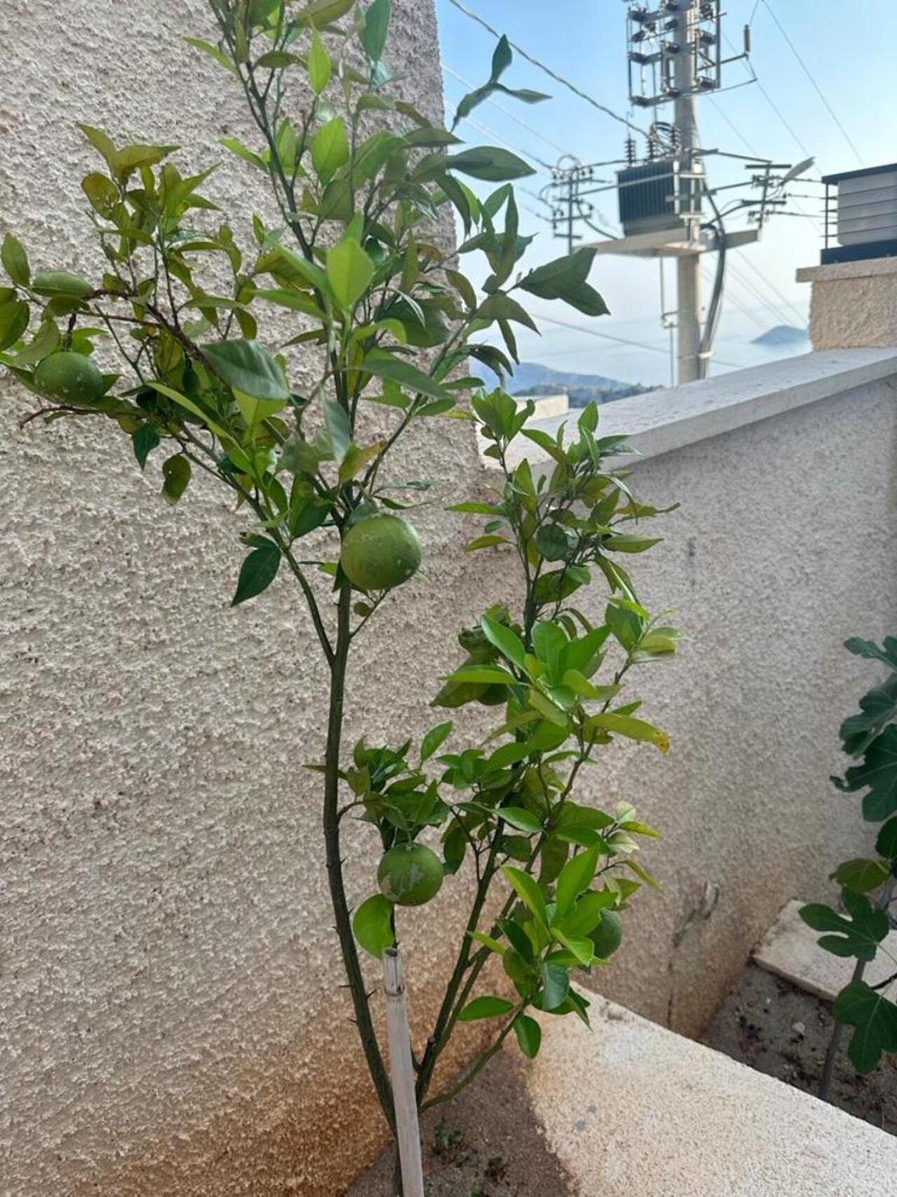 Kalkan Villa Beauty Honeymoon Kaş Kültér fotó
